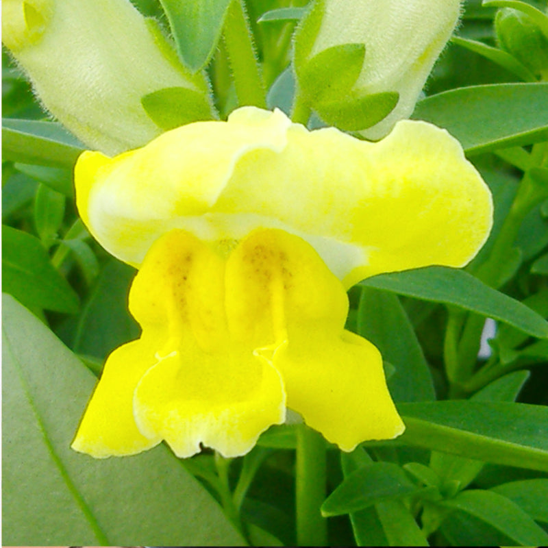 Snapdragon Yellow Easy Colour