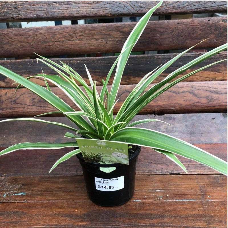 Chlorophytum comosum