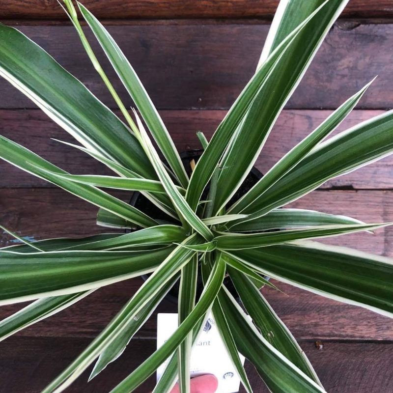 Chlorophytum comosum